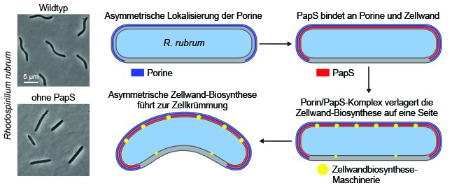 Infografik zur Erzeugung der Spiralform von R. rubrum