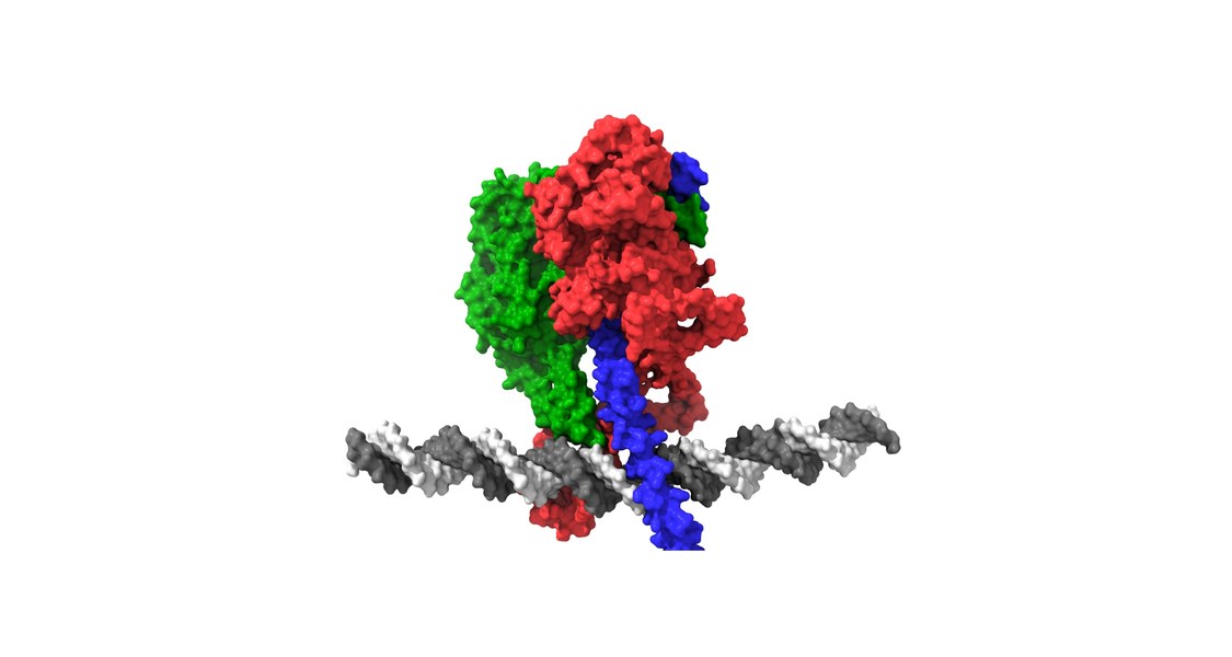 Das Modell zeigt den Komplex der Proteine ATF7, JDP2 und IRF2BP2, der an DNA gekoppelt ist. (Abb.: Dr. Robert Liefke