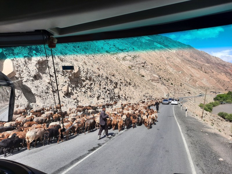 Eine Herde Schafe auf der Bergstraße