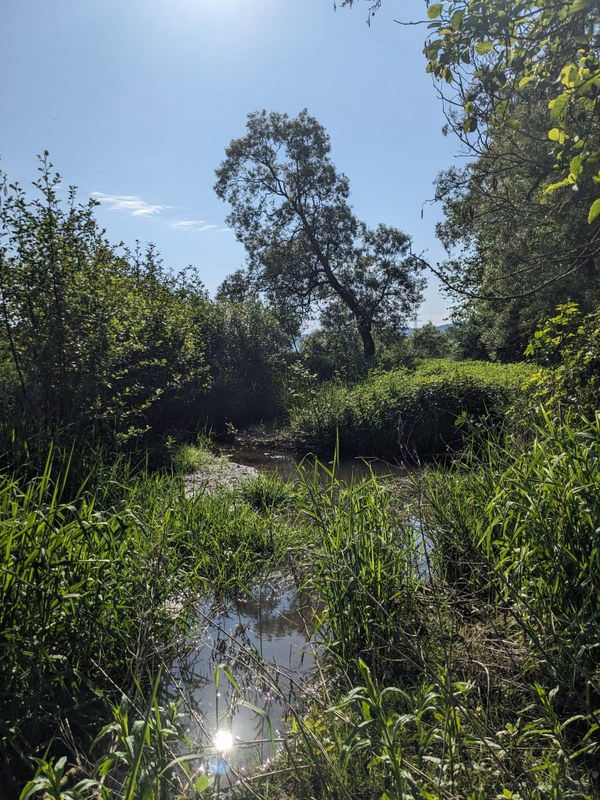 Photographic aspect of a small stream in summer with adjacent riparian vegetation