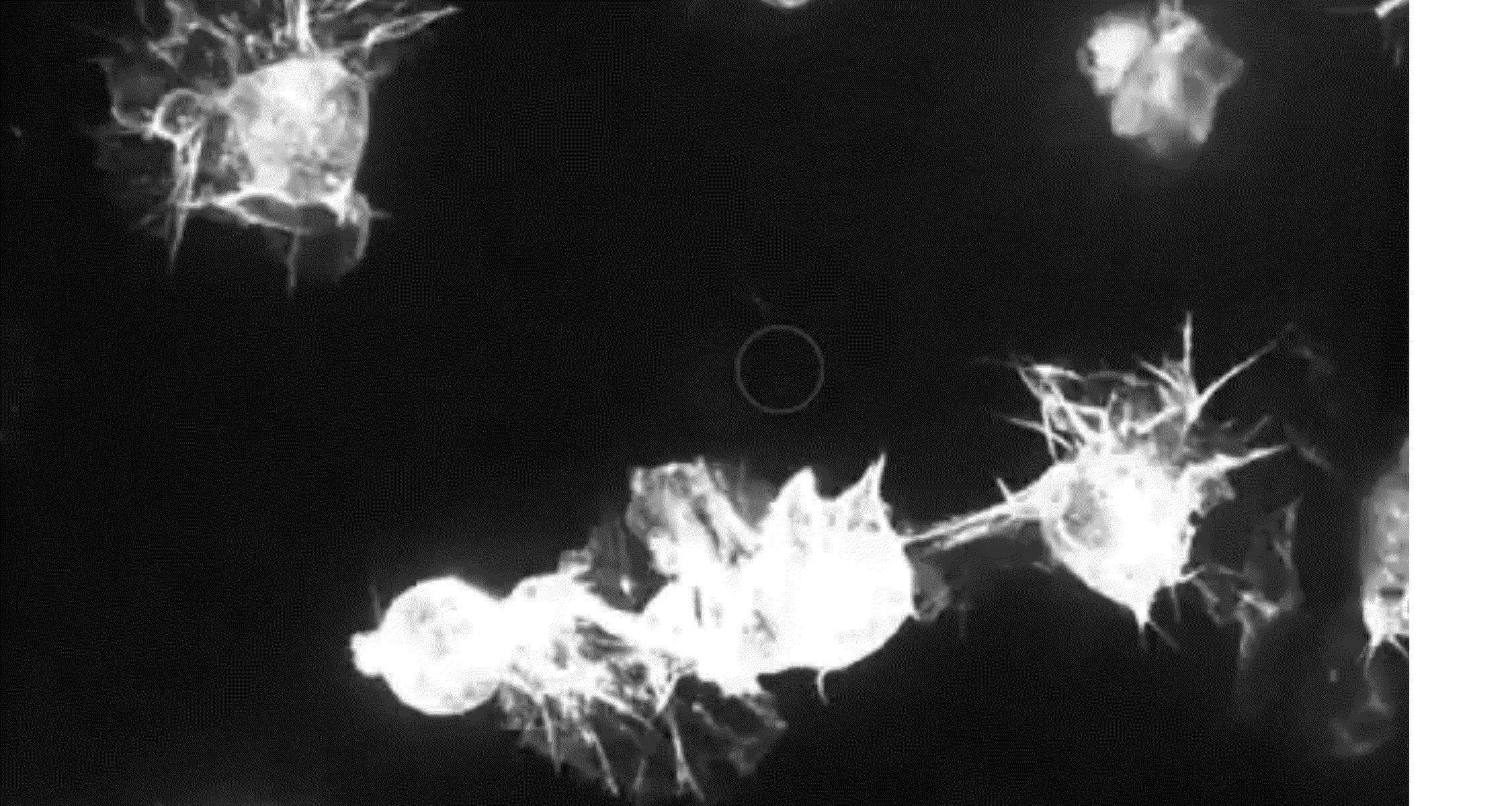 Macrophage migration:

Lebendzellaufnahme migrierender Makrophagen nach Laser-induzierter Einzelzellablation (Kreis) im lebenden Organismus
