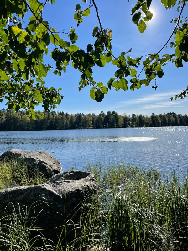 Ein See umgeben von Bäumen