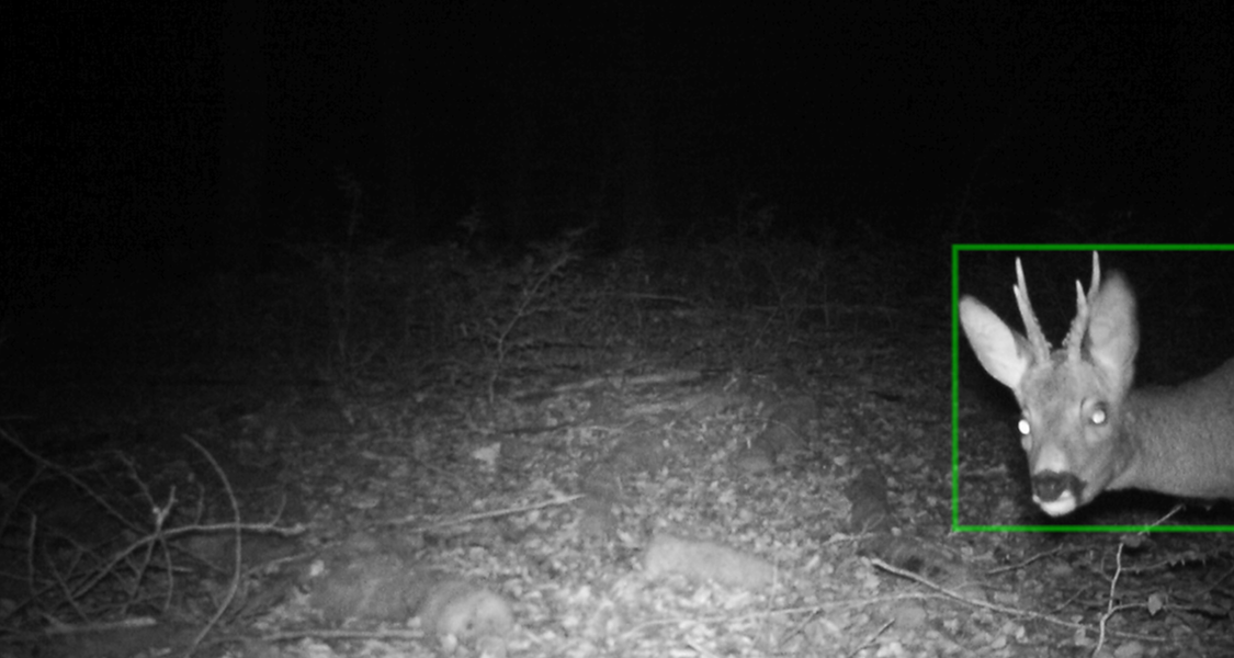 Ein Kamerafallenbild eines Hirsches bei Nacht im Uniwald Marburg.