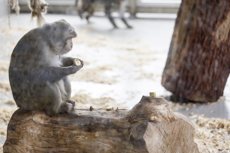 Affe sitzt im Außengehege mit Banane