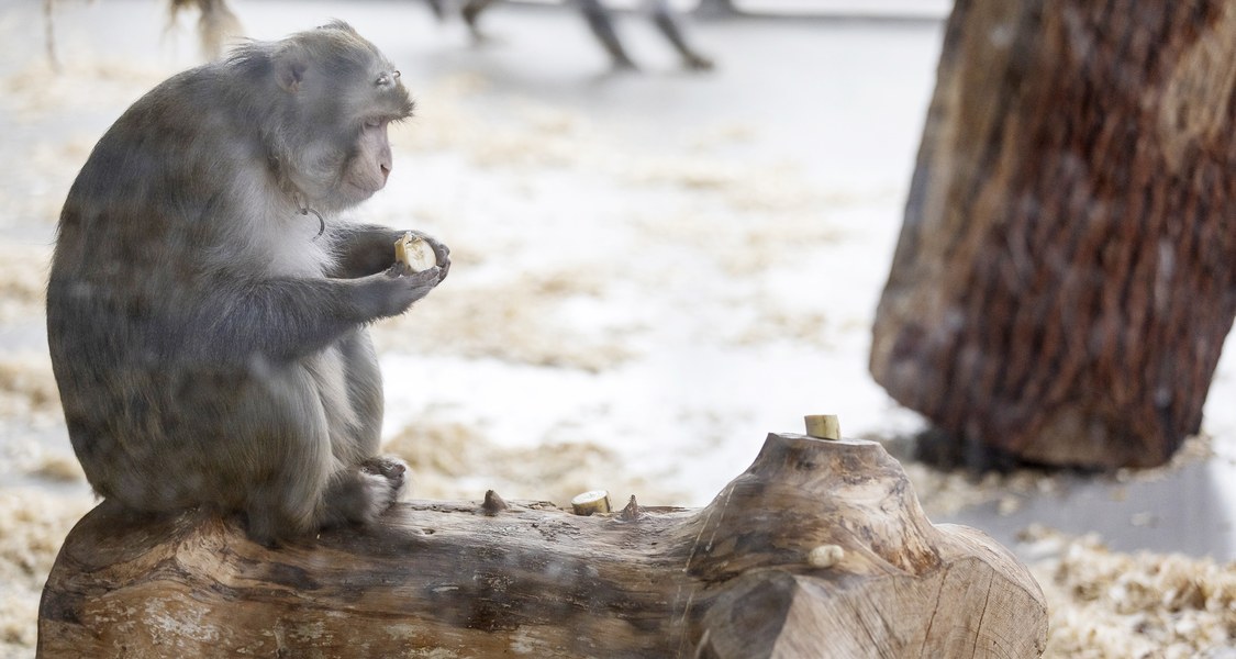Affe sitzt im Außengehege mit Banane