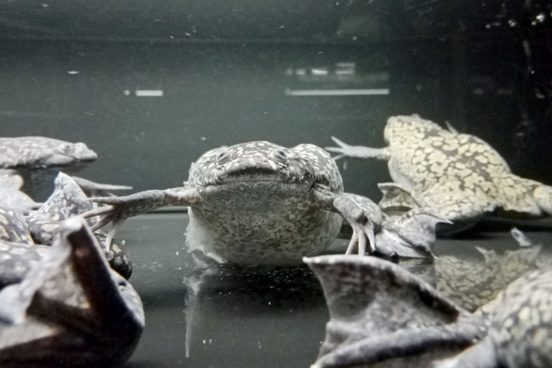 Krallenfrosch in Aquarium