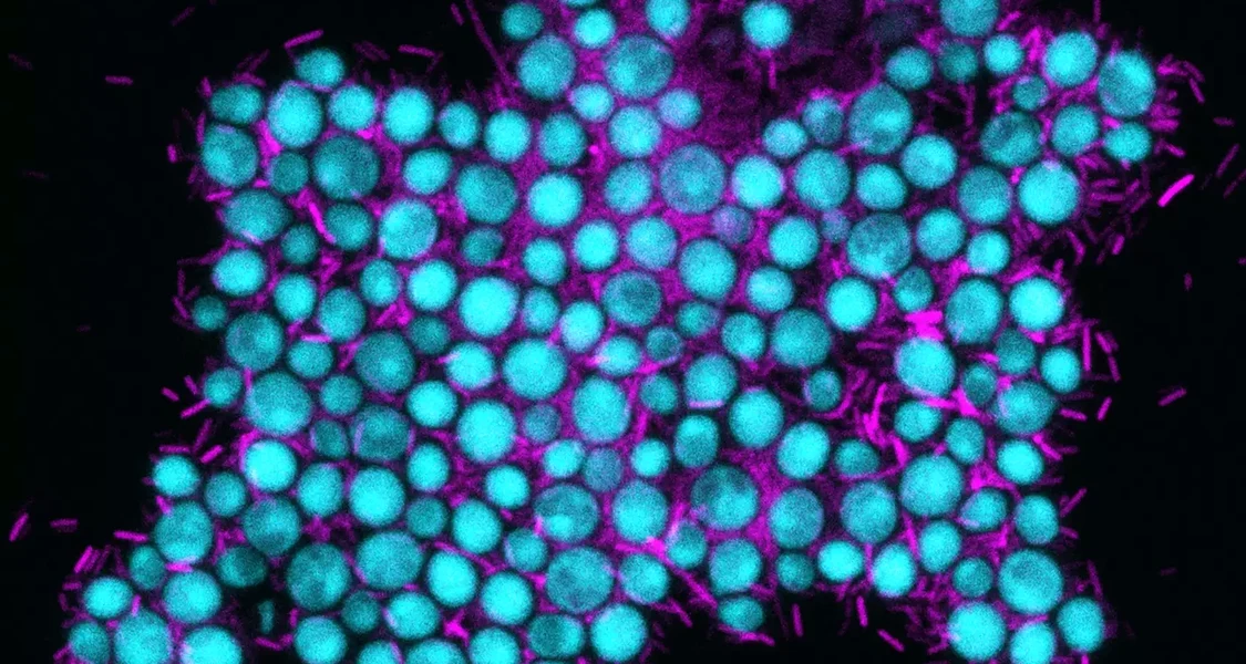 Eine synthetische Labor-Gemeinschaft zwischen dem Bakterium Escherichia coli (rot) und der Bierhefe (Saccharomyces cerevisiae, blau)